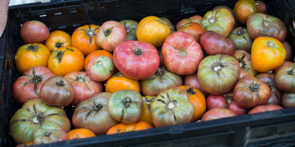 N & P Farm & Dairy Logo