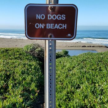Sonoma Coast State Beach - No dogs allowed due to the protection of the Snowy Plover - Beaches Near Me - Bodega Bay, California Sonoma Coast State Beach - No dogs allowed due to the protection of the Snowy Plover - Beaches Near Me - Bodega Bay, California