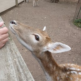 Some of the deer are too timid to leave their enclosure. So cute! Some of the deer are too timid to leave their enclosure. So cute!