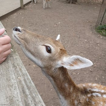 Wisconsin Deer Park - Some of the deer are too timid to leave their enclosure. So cute! - Zoos Near Me - Wisconsin Dells, Wisconsin Wisconsin Deer Park - Some of the deer are too timid to leave their enclosure. So cute! - Zoos Near Me - Wisconsin Dells, Wisconsin