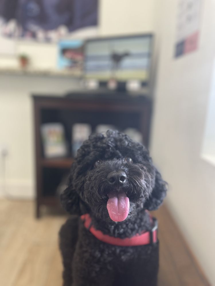 Pou Veterinary Group - pet boarding facility in Miami, FL