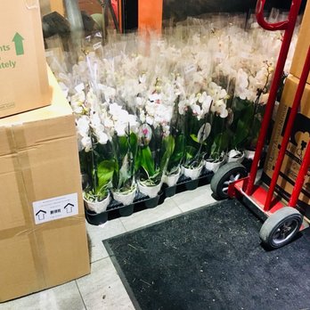 Trader Joe's - More orchids arriving!!! - Grocery Near Me - Bethesda, Maryland