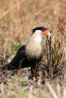 Kissimmee Prairie Preserve State Park by null