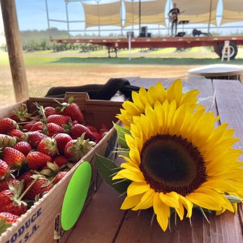Southern Hill Farms - Fruits & Veggies Near Me - Clermont, Florida Southern Hill Farms - Fruits & Veggies Near Me - Clermont, Florida