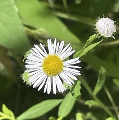 Big Bone Lick State Historic Site by null