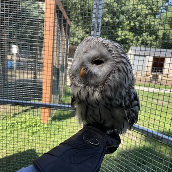 Animal Adventures - Our visit with Boris the owl - Zoos Near Me - Bolton, Massachusetts