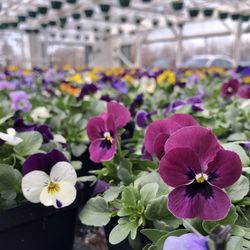 Mini Earth Greenhouses - Violas