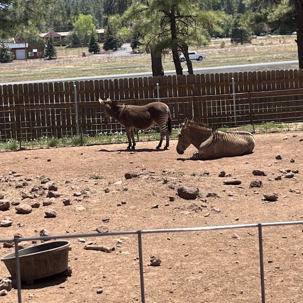 Grand Canyon Deer Farm - Zoos Near Me - Williams, Arizona Grand Canyon Deer Farm - Zoos Near Me - Williams, Arizona