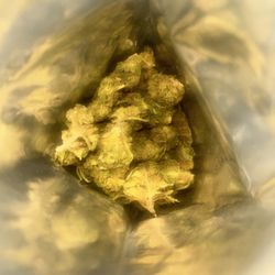 URB - Oz cartel farms