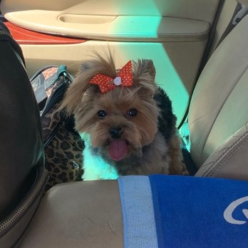 Puppy Salon - Teena Turner Hair cut - Pet Groomers Near Me - Whittier, California