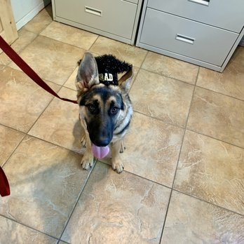 K9 Companions - Cooper Kupp, proud graduate! - Pet Training Near Me - Perris, California K9 Companions - Cooper Kupp, proud graduate! - Pet Training Near Me - Perris, California