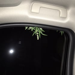 Bluebonnet valet Parking Services - Tree that was inside passenger side door upon pickup from this valet service
