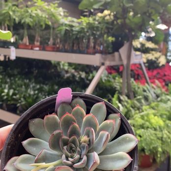 Nicholson-Hardie - The succulent we also got - Nurseries & Gardening Near Me - Dallas, Texas Nicholson-Hardie - The succulent we also got - Nurseries & Gardening Near Me - Dallas, Texas