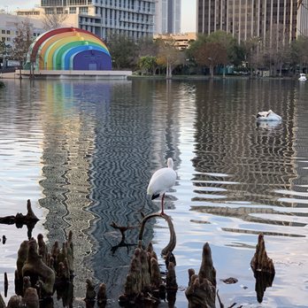 Lake Eola Park - So many birds here - Parks Near Me - Orlando, Florida Lake Eola Park - So many birds here - Parks Near Me - Orlando, Florida