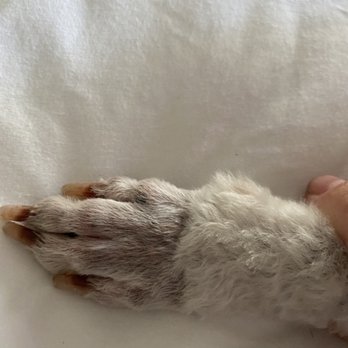 Swaggs - Rigby's shaved feet from the top - Pet Groomers Near Me - Agoura Hills, California Swaggs - Rigby's shaved feet from the top - Pet Groomers Near Me - Agoura Hills, California