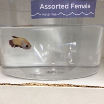 Petco - Pet Training Near Me - Beaumont, California