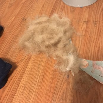 Las Vegas Pet Spa - All the hair I brushed off of him after his visit - Pet Groomers Near Me - Las Vegas, Nevada Las Vegas Pet Spa - All the hair I brushed off of him after his visit - Pet Groomers Near Me - Las Vegas, Nevada