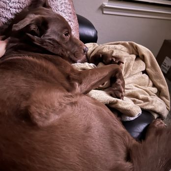 BluePearl Pet Hospital - Veterinarians Near Me - Spring, Texas BluePearl Pet Hospital - Veterinarians Near Me - Spring, Texas