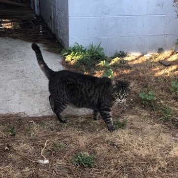 Gary Howard Seafood - Cat outside Gary Howard's that doesn't want its photo taken - Seafood Markets Near Me - Chincoteague Island, Virginia