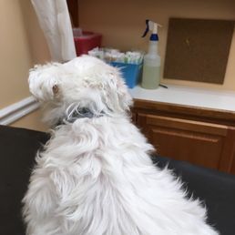Waiting for the vet. Waiting for the vet.