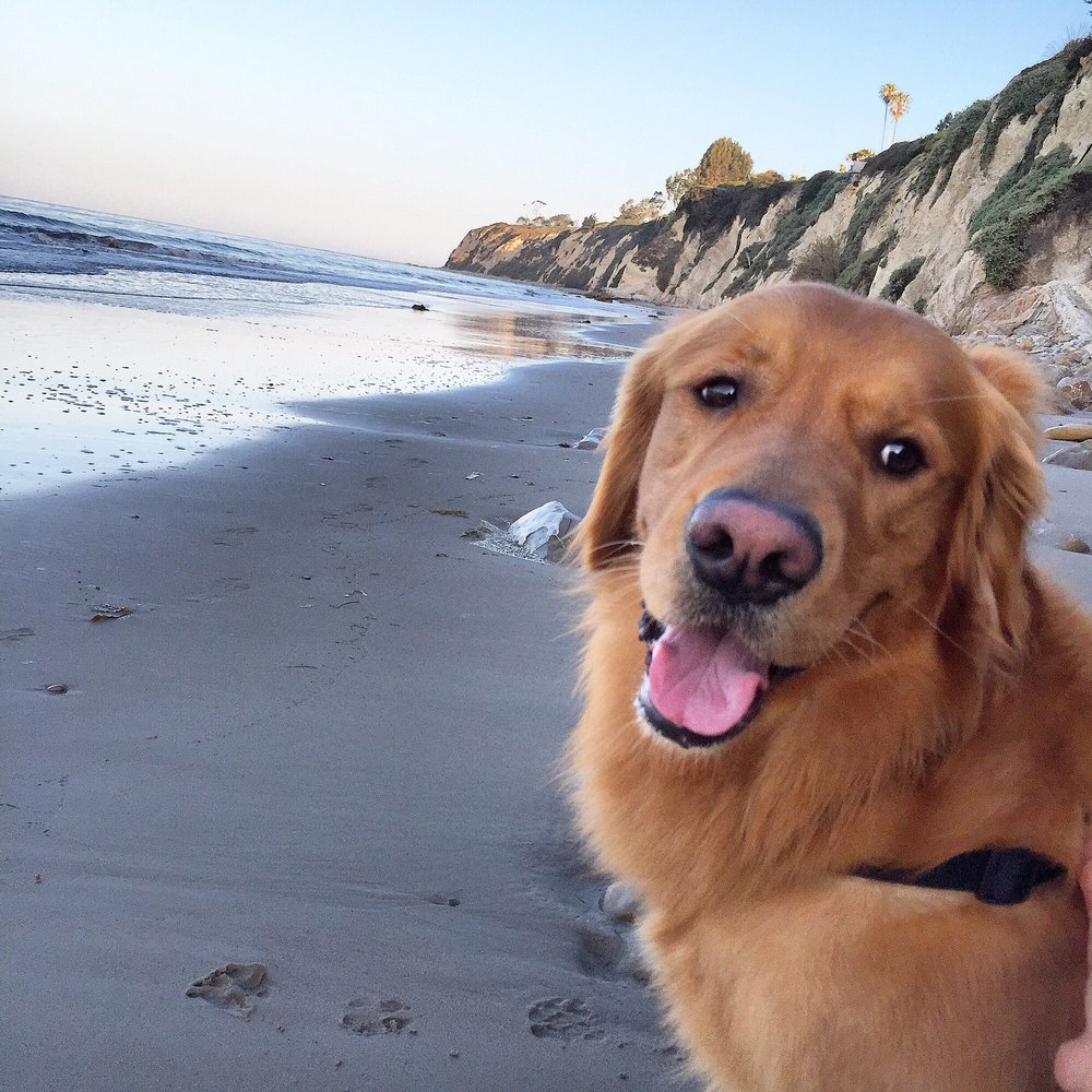 One Thousand Steps Beach - Relaxing my paws! - Beaches Near Me - Santa Barbara, California One Thousand Steps Beach - Relaxing my paws! - Beaches Near Me - Santa Barbara, California