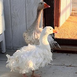 Sebastopol geese