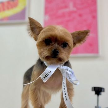 Kawaii Pet Salon - Pet Groomers Near Me - Irvine, California Kawaii Pet Salon - Pet Groomers Near Me - Irvine, California