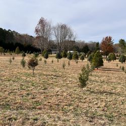 Zuni Tree & Alpaca Farm - The acres of tree... even more better trees in the background there.