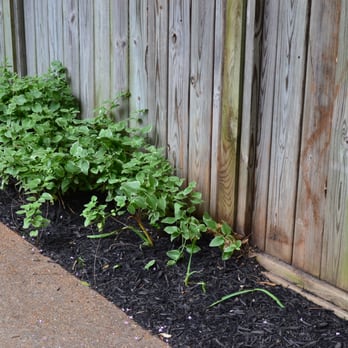 Grazz Masters - a row of plants growing in front of a fence - Landscaping Near Me - Memphis, Tennessee Grazz Masters - a row of plants growing in front of a fence - Landscaping Near Me - Memphis, Tennessee