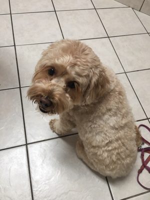 noah's emergency animal hospital