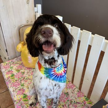 Poshy Paws - After, so handsome - Pet Groomers Near Me - Anchorage, Alaska Poshy Paws - After, so handsome - Pet Groomers Near Me - Anchorage, Alaska