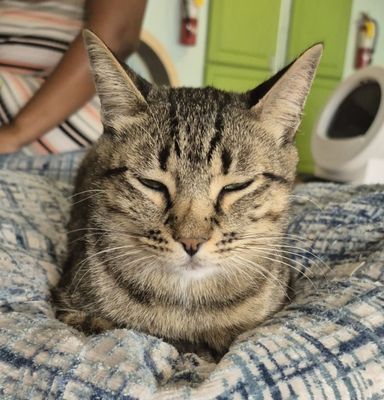 El Gato Coffeehouse by null