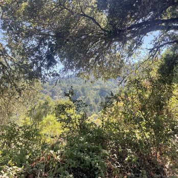 Windy Hill Open Space Preserve - Parks Near Me Windy Hill Open Space Preserve - Parks Near Me