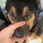Photo of Bowzars B and B Pet Grooming