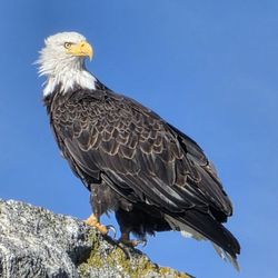 Clam Gulch Campground - Excellent bird watching on the beach, eagles, seabirds, bank swallows, thrush
