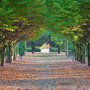 Photo of Tree Cathedral