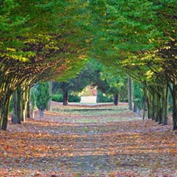 Tree Cathedral - Tree Cathedral