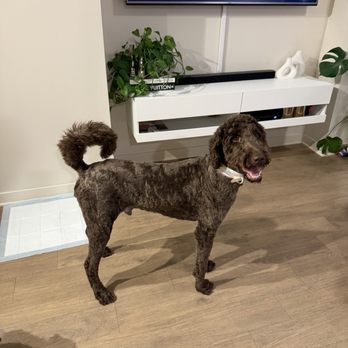 Pup Spa - Pet Groomers Near Me