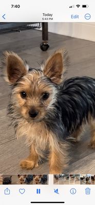 BLUE SKY PUPPIES - CLEARWATER - Updated April 2025 - 113 Photos & 29