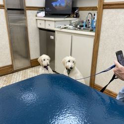 Carrollton Veterinary Hospital
