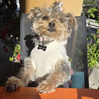 The Rabbit Hole - Pet friendly too! - Vegan Near Me - Pompano Beach, Florida The Rabbit Hole - Pet friendly too! - Vegan Near Me - Pompano Beach, Florida