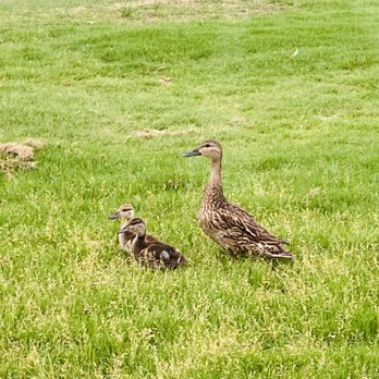Chula Vista Golf Course - Ducks Waddling Along - Golf Near Me - Bonita, California