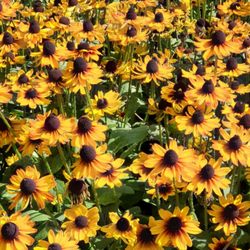 Botanischer Garten Augsburg - Sonnenhut