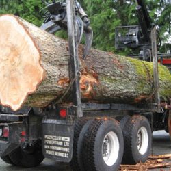 ABC Tree Men - Photo
