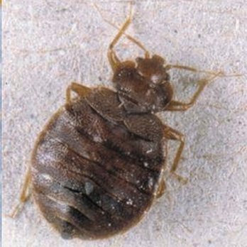 Complete Pest Elimination - Pest Control Near Me - Glasgow, GLG Complete Pest Elimination - Pest Control Near Me - Glasgow, GLG