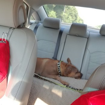 Camp Bow Wow - She puppied HARD today...and was snoring on the way home. - Pet Sitting Near Me - Memphis, Tennessee