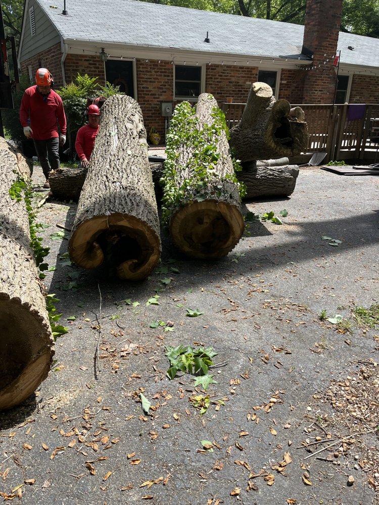 Jorge's Landscaping & Tree Service - tree service in Richmond, VA