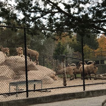 Toronto Zoo - Eurasia in Toronto Zoo - Zoos Near Me - Toronto, Ontario Toronto Zoo - Eurasia in Toronto Zoo - Zoos Near Me - Toronto, Ontario