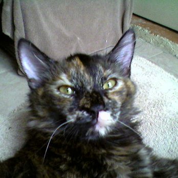 PetSmart - Flaky...That Stare!!! Evil Eye...!!! - Pet Groomers Near Me - Coral Springs, Florida