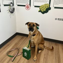 RISE Dispensary Naperville - My dog posing with our haul!